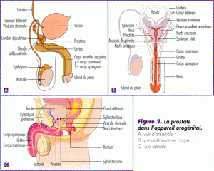 Schéma prostate